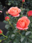 Preview: Maerchenrose Coral Lions Rose 2